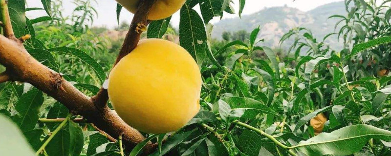 黄金油桃和黄桃一样吗（黄金油桃和黄桃一样吗图片）