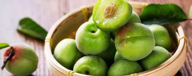 梅子成熟在几月 梅子什么时候成熟