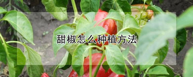 甜椒怎么种植方法 甜椒怎么种植方法图解