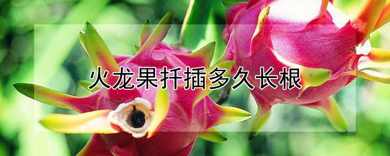 火龙果扦插多久长根（火龙果插扦多久生根）