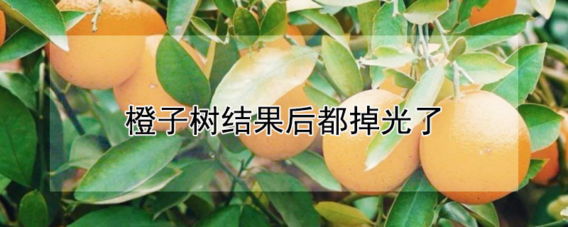 橙子树结果后都掉光了 橙子树结果后都掉光了怎么办