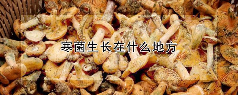 寒菌生长在什么地方（寒菌一般长在哪里?）