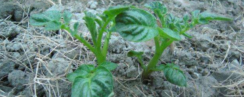 土豆苗长太高要剪掉吗 土豆苗长太高要剪掉吗视频