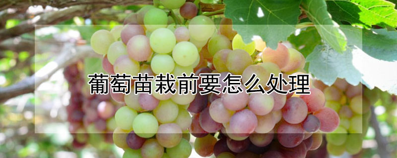 葡萄苗栽前要怎么处理（葡萄苗栽前要怎么处理呢）