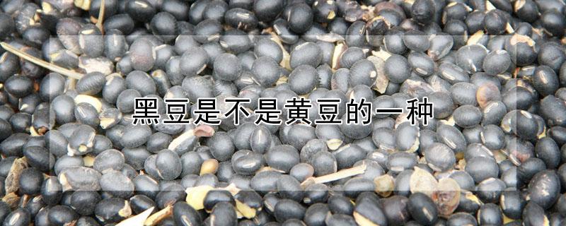 黑豆是不是黄豆的一种 黑豆是不是黄豆的一种植物