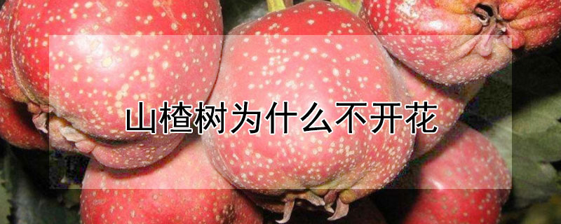 山楂树为什么不开花（山楂树为啥不开花）