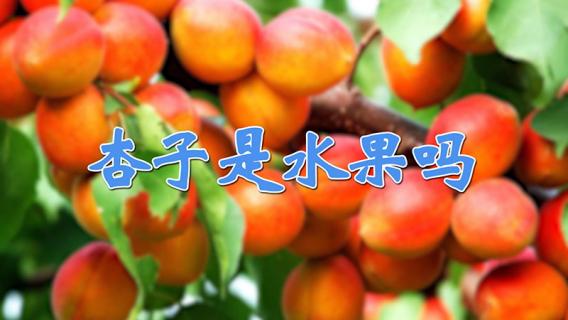 杏子是水果吗 杏子是水果吗还是蔬菜