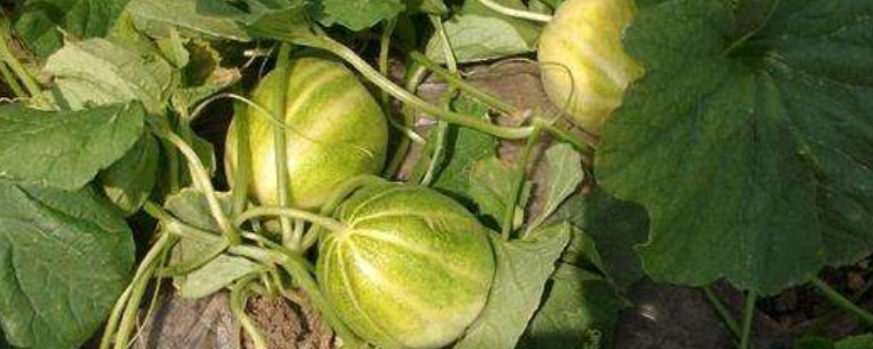 香瓜苗什么时候掐头 香瓜苗什么时候掐头最好