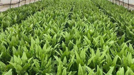 油麦菜的养殖方法和注意事项