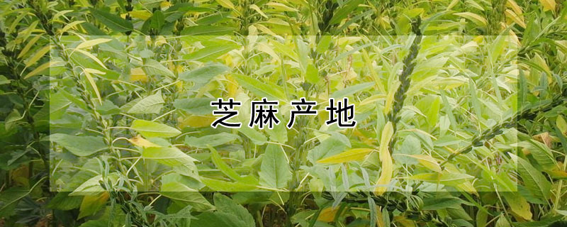 芝麻产地 芝麻产地哪里的好