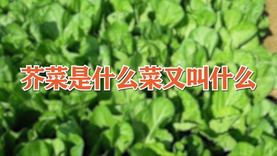 芥菜是什么菜又叫什么 芥菜又叫什么名字