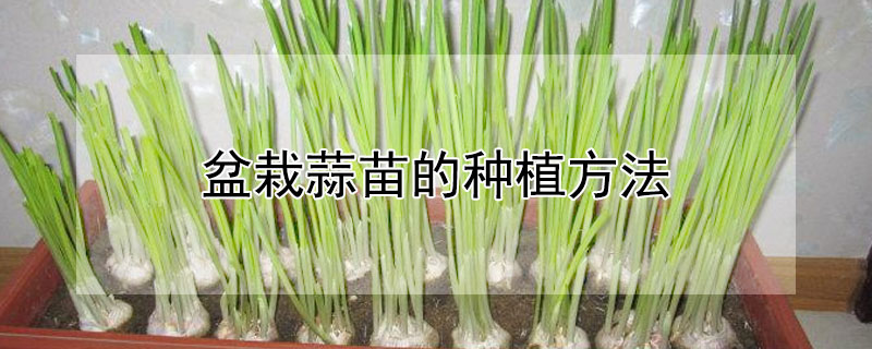 盆栽蒜苗的种植方法 盆栽蒜苗的种植方法图解