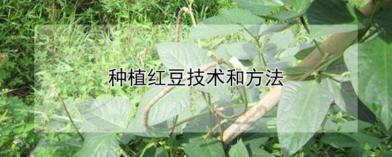 种植红豆技术和方法 种植红豆技术和方法图片