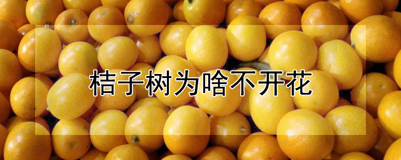 桔子树为啥不开花（桔子树为啥不开花结果）