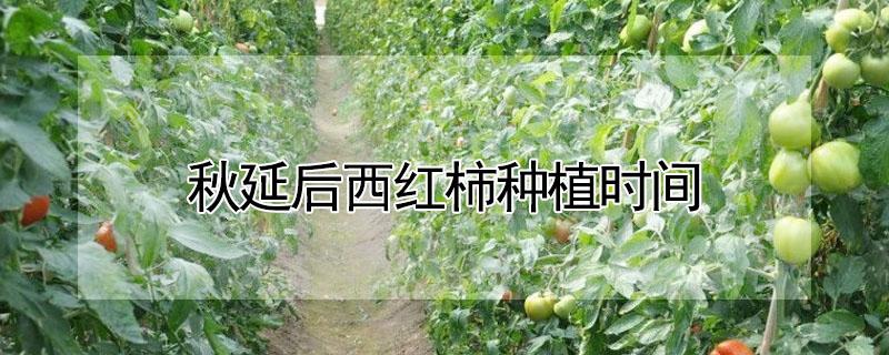 秋延后西红柿种植时间（温室大棚秋延西红柿种植时间）