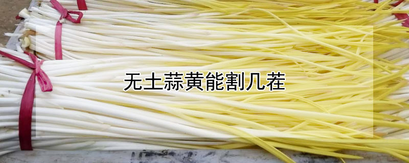 无土蒜黄能割几茬（蒜黄可以割几茬）