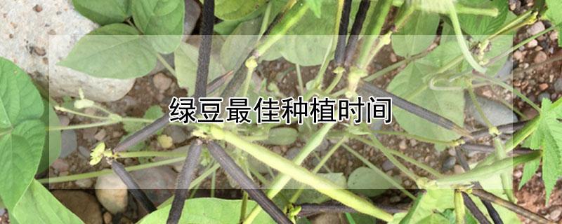 绿豆最佳种植时间 绿豆最佳种植时间和方法