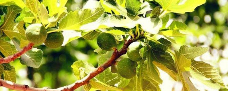 无花果树怎么修剪（冬季无花果树怎么修剪）