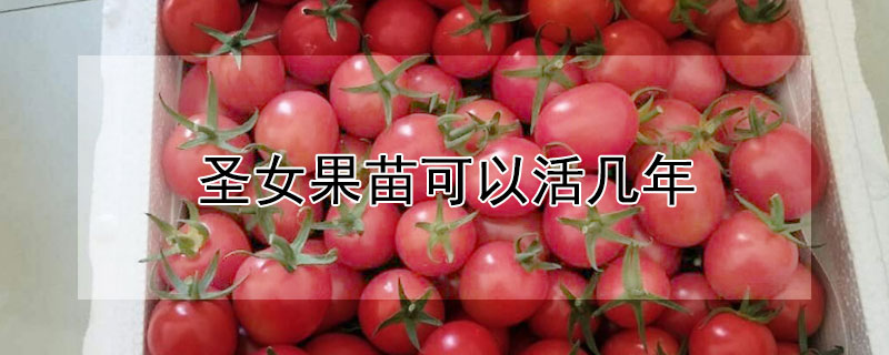 圣女果苗可以活几年 圣女果苗能活多久