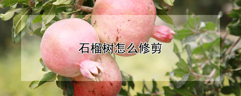 石榴树怎么修剪 刚栽的石榴树怎么修剪