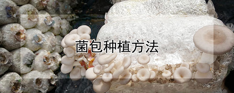 菌包种植方法（灵芝菌包种植方法）