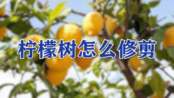柠檬树怎么修剪 柠檬树怎么修剪才能结果