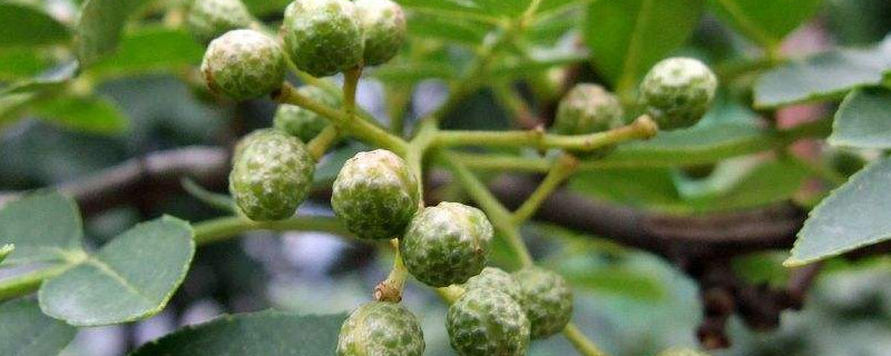 青花椒什么时候采摘最合适 青花椒一般几月份采摘