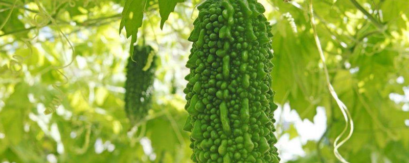 苦瓜苗尖黄怎么回事 苦瓜苗尖黄怎么回事图片