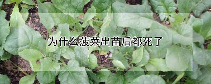 为什么菠菜出苗后都死了（菠菜苗期死亡是什么原因）