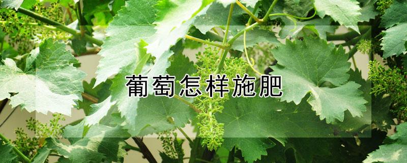 葡萄怎样施肥（葡萄怎样施肥好）