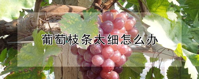 葡萄枝条太细怎么办（葡萄枝太细怎么回事?）
