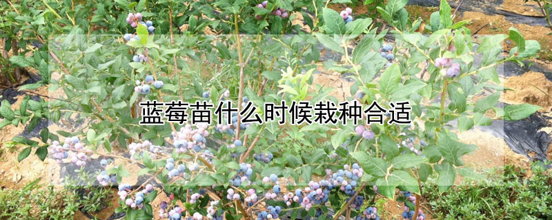 蓝莓苗什么时候栽种合适 蓝莓什么时候栽植最好?