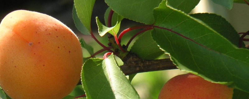 杏树叶子卷曲怎么回事（杏树叶子卷曲怎么办）