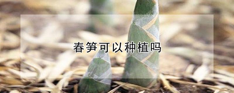春笋可以种植吗（春笋能人工种植吗）