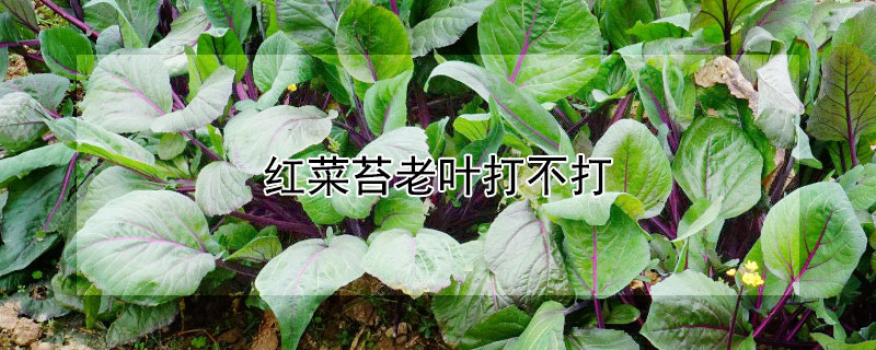 红菜苔老叶打不打 红菜苔光长叶子不抽苔怎么办