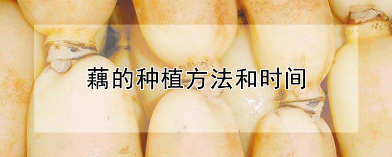 藕的种植方法和时间 藕怎样种植,什么时候