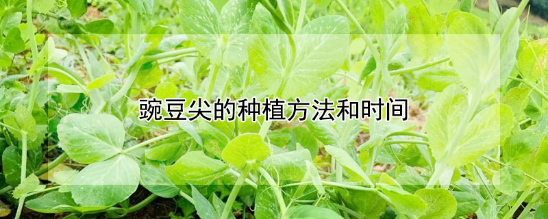 豌豆尖的种植方法和时间 夏天豌豆尖种植方法