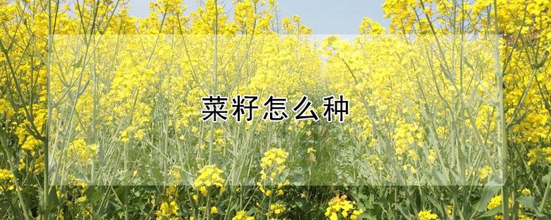 菜籽怎么种 买回来的菜籽怎么种