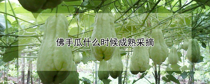 佛手瓜什么时候成熟采摘（佛手瓜什么时候成熟采摘最好）