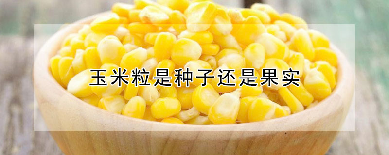 玉米粒是种子还是果实（玉米粒是种子还是果实的）