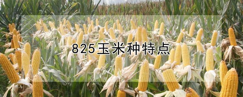 825玉米种特点（830玉米种）