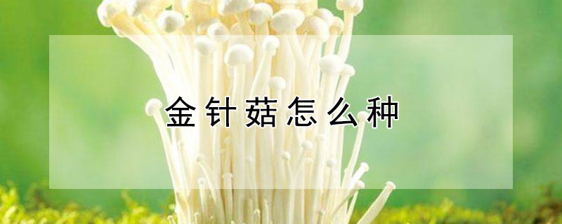 金针菇怎么种（金针菇根切下来怎么种植）