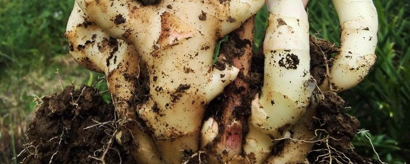 姜的种植方法和时间 鬼子姜的种植方法和时间