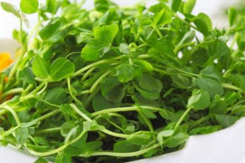 豌豆苗在土里怎样种植