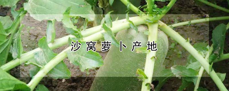 沙窝萝卜产地（天津沙窝萝卜产地）