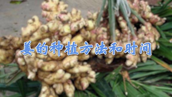姜的种植方法和时间 盆栽生姜的种植方法和时间