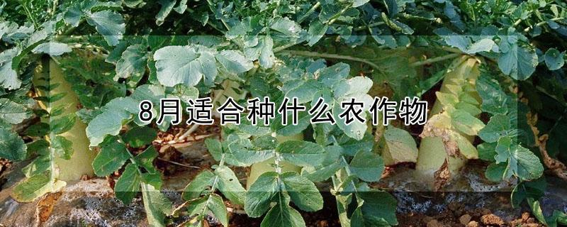 8月适合种什么农作物（8月适合种什么农作物蔬菜）