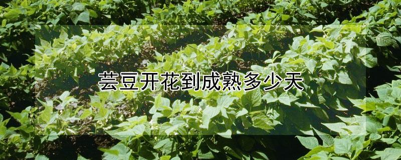 芸豆开花到成熟多少天 芸豆开花到成熟多少天