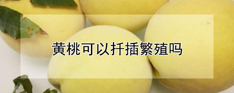 黄桃可以扦插繁殖吗 黄桃可以扦插繁殖吗?