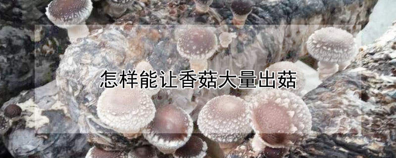 怎样能让香菇大量出菇 怎样能让香菇大量出菇来